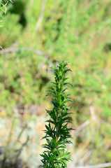 Cliffortia phillipsii