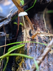 Mycena mijoi