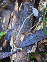 Mycena mijoi