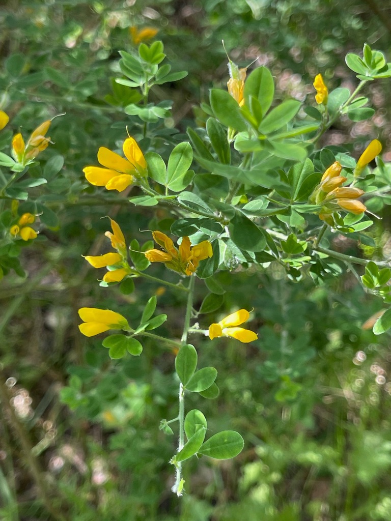 French broom from Golden Gate Natl. Rec. Area MA, Marin, Golden Gate