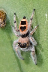 Phidippus pacosauritus