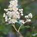 Rockspiraea - Photo (c) Andrey Zharkikh, some rights reserved (CC BY)