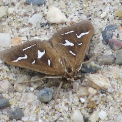 Diastictis