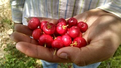 Malpighia mexicana