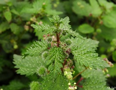 Urtica pilulifera