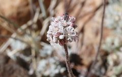 Eriogonum kennedyi