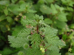 Urtica pilulifera
