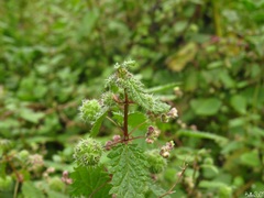 Urtica pilulifera