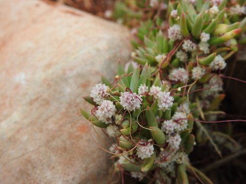 Image of Cuscuta planiflora by (c) Duarte Frade, some rights reserved (CC BY)