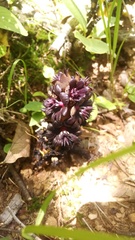 Bdallophytum americanum