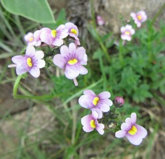 Nemesia fruticans