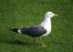 Larus fuscus