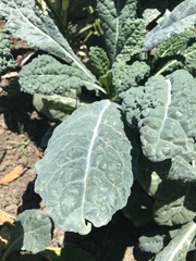 Brassica oleracea acephala