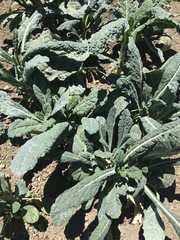 Brassica oleracea acephala