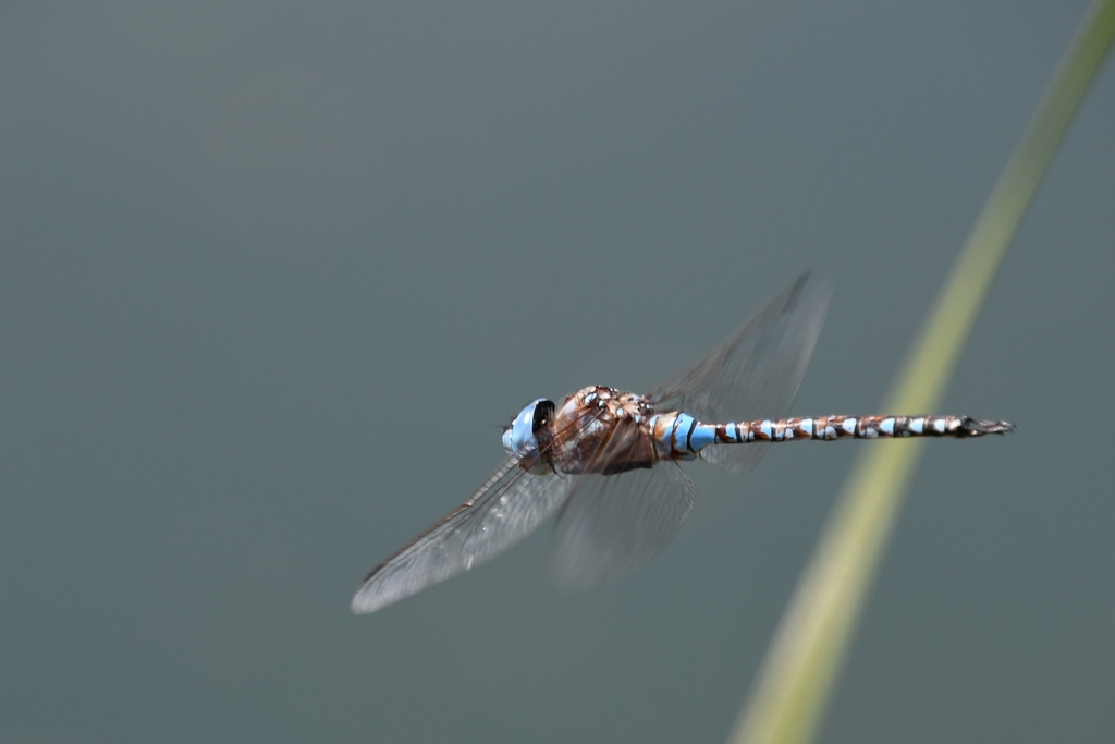 Blue-eyed Darner