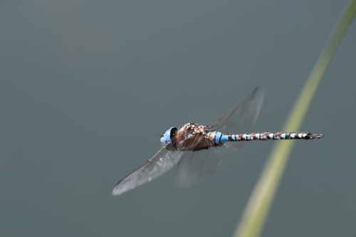 Blue-eyed Darner (Rhionaeschna multicolor), a species recorded in Oregon