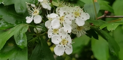 Crataegus monogyna