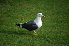 Larus fuscus