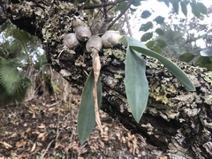 Prosthechea karwinskii
