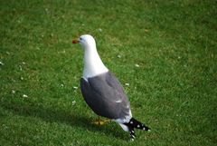 Larus fuscus