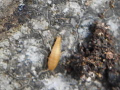 Atelurinae