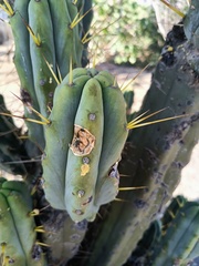 Trichocereus bridgesii
