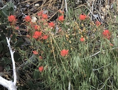 Castilleja martini