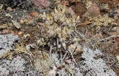 Dudleya abramsii affinis