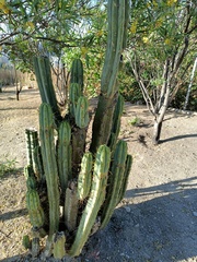 Trichocereus bridgesii