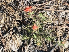 Castilleja martini