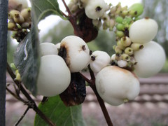 Symphoricarpos albus