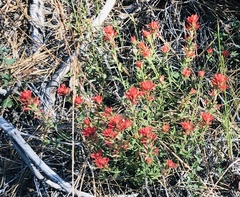 Castilleja martini