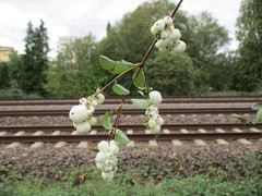 Symphoricarpos albus