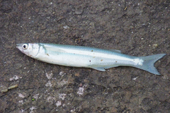 Odontesthes argentinensis