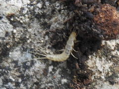 Nicoletiidae