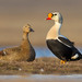 King Eider - Photo (c) Paul Cools, some rights reserved (CC BY-NC)