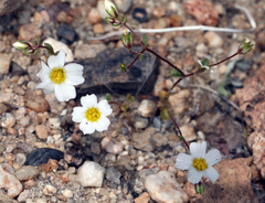 Linanthus inyoensis