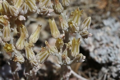 Dudleya abramsii affinis