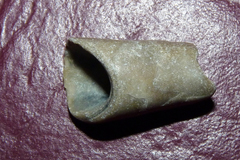 Leiosolenus patagonicus