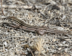 Aspidoscelis uniparens