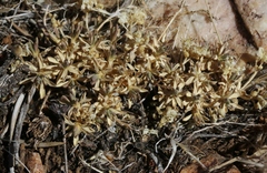 Cusickiella douglasii