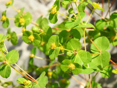 Euphorbia clementei