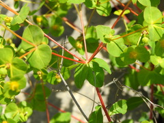 Euphorbia clementei