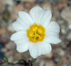 Linanthus inyoensis