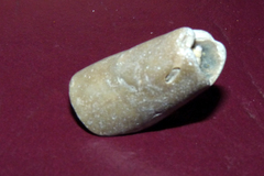 Leiosolenus patagonicus