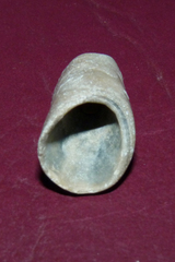 Leiosolenus patagonicus