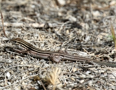 Aspidoscelis uniparens