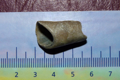 Leiosolenus patagonicus