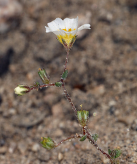 Linanthus inyoensis