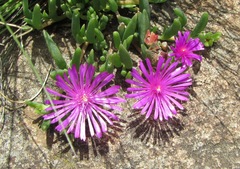 Delosperma saturatum